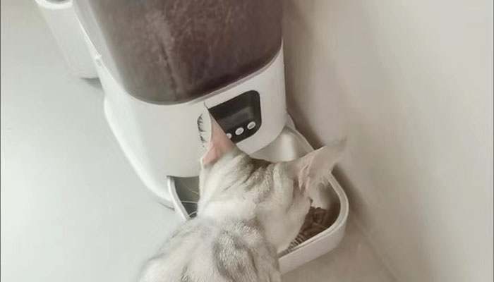 自助貓糧喂食機方案商哪家好